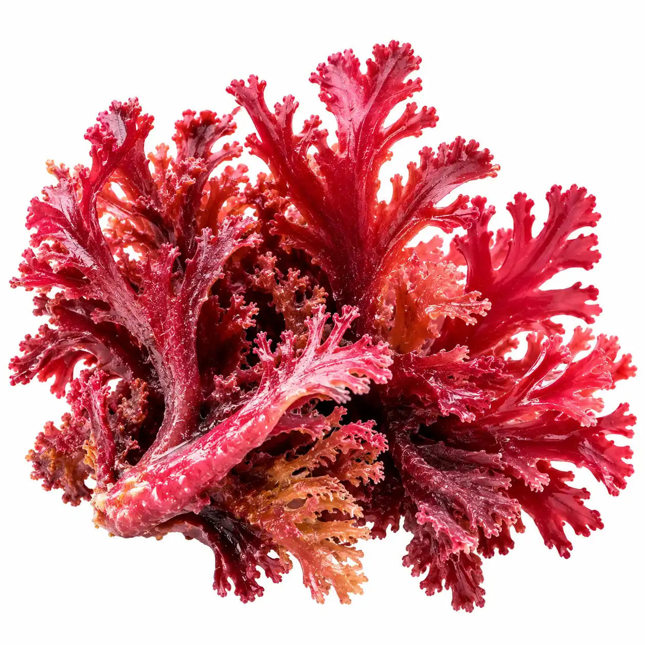 Lithothamnium calcareum